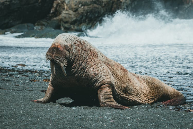 Walrus On Sea Shore