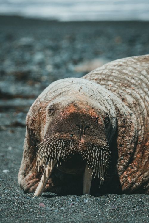 Free Detailed close-up image of a walrus lying on a rocky beach capturing natural texture. Stock Photo