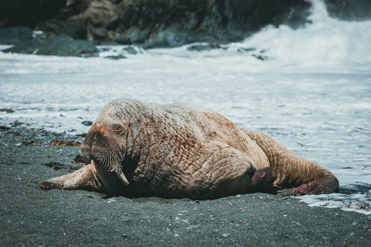 A Walrus On The Beach