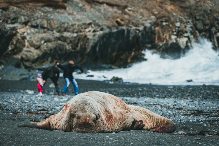 A Walrus On The Beach