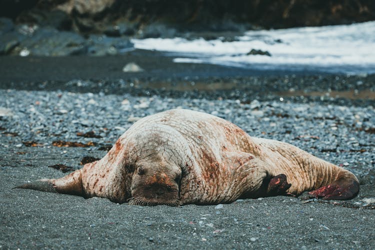 A Walrus On The Beach