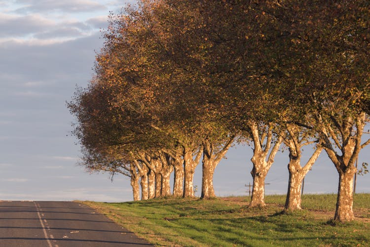 A Concrete Road Near The Trees