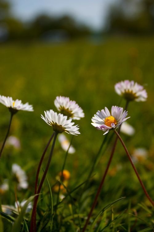 Free Close-up of blooming white daisies in a lush green meadow, capturing the essence of spring. Stock Photo