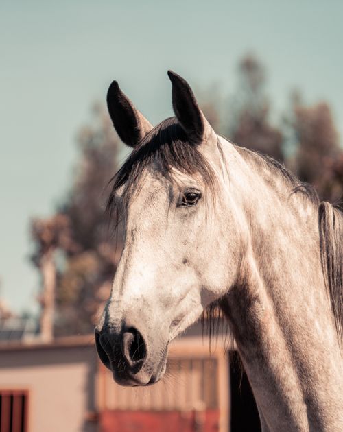 Free Close-up of a white Andalusian horse with a blurred background in a sunlit pasture. Stock Photo