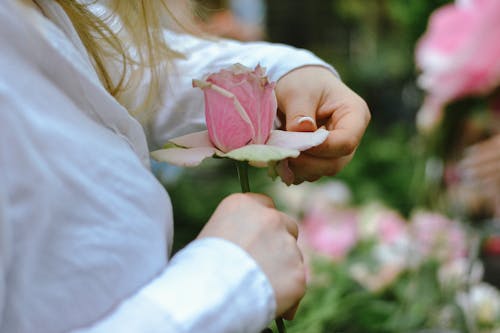 Close-Up Shot of a Person Holding a Pink Flower