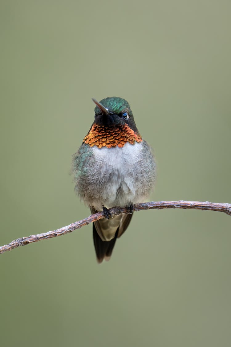 Tiny Humming Bird Resting On Tree Branch