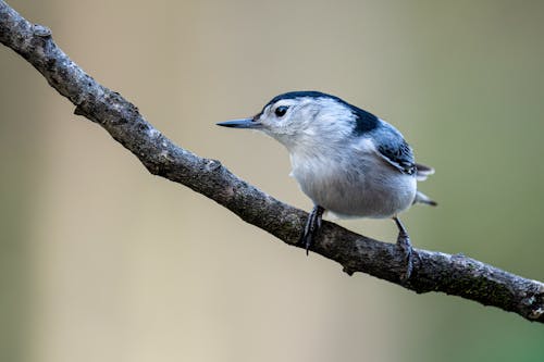 Free Blue and White Bird on Brown Tree Branch Stock Photo