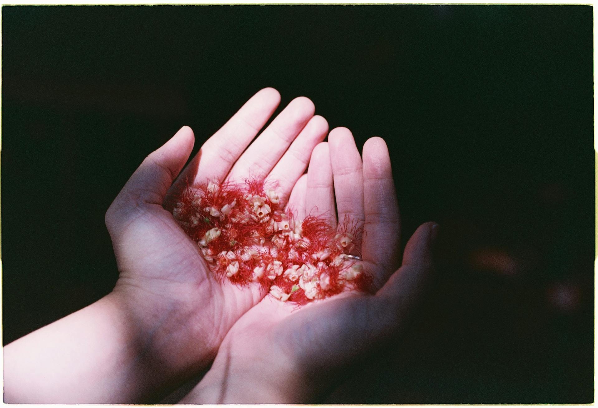 Close-up of open hands holding vibrant red seed pods in natural light.