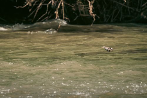 Free A bird gracefully flying over a calm stream with natural surroundings. Stock Photo