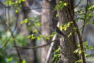 Gray Bird on Tree Branch