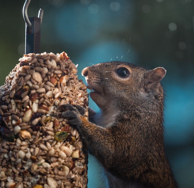 Puzzle Feeders vs Lick Mats: Which Slows Fast Eaters & Enric