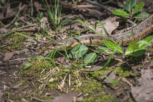 Fotobanka s bezplatnými fotkami na tému dno, fotografie zvierat žijúcich vo voľnej prírode, had