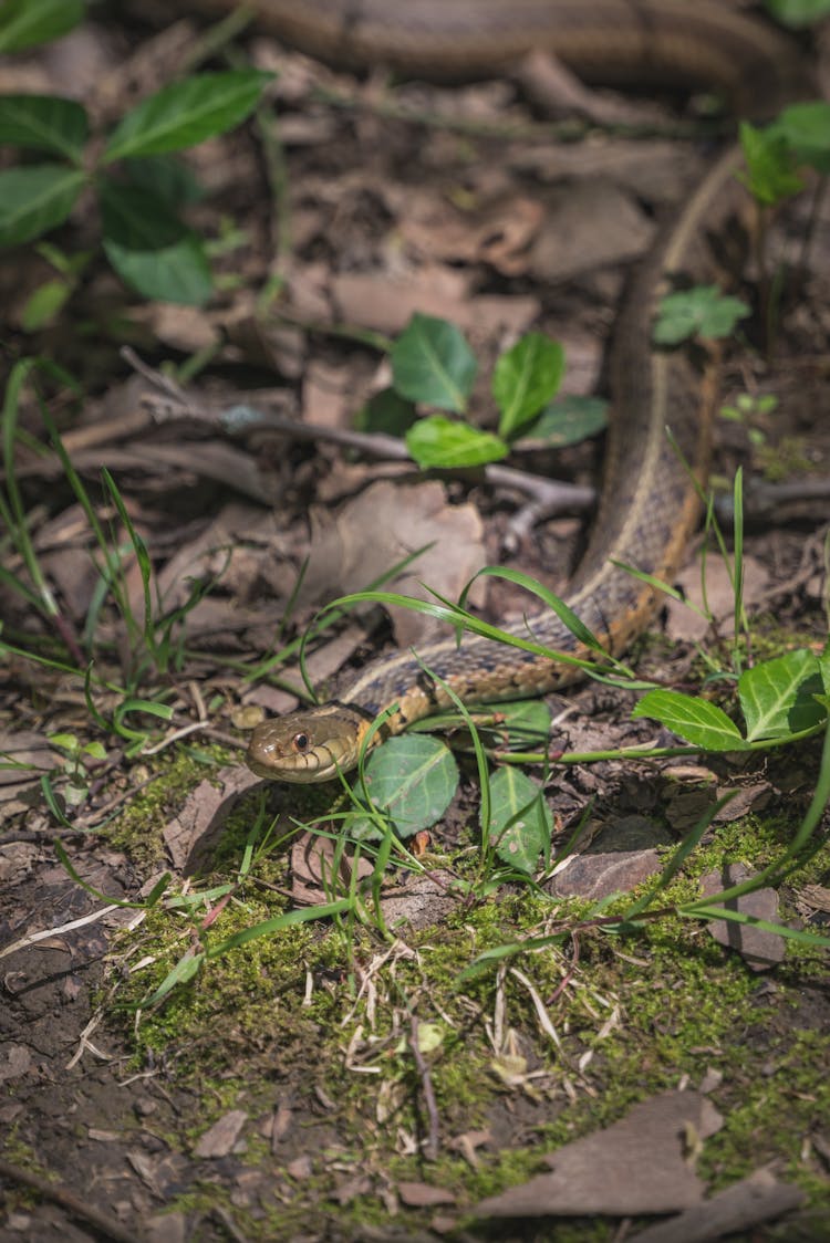 A Snake Crawling On The Ground