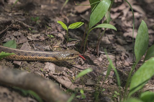 Free Black and Yellow Snake on Ground Stock Photo