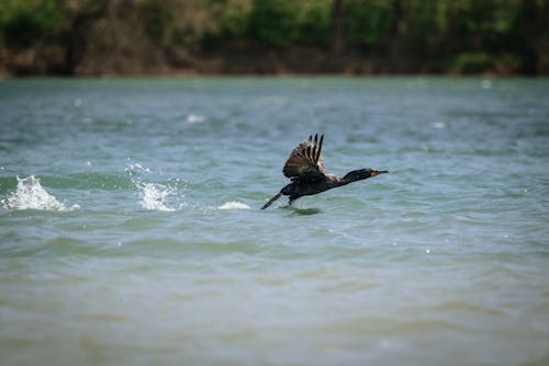 Free Black Bird Flying Over a River Stock Photo