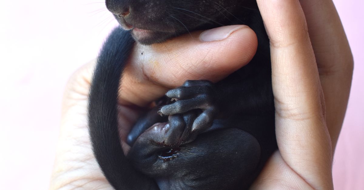 Animals In Hand Close Up of Young Animal in Hand · Free Stock Photo