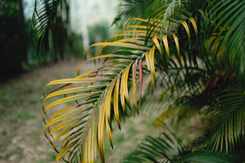 Free Palm Leaves in Close Up Photography Stock Photo