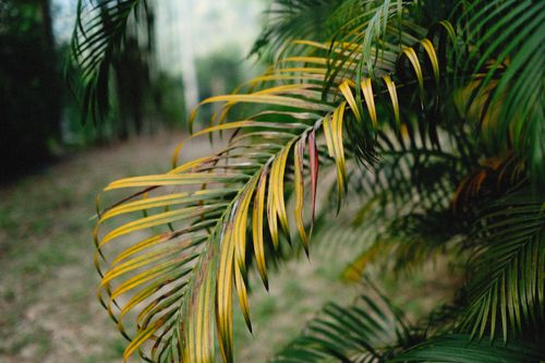 Free Detailed view of yellow and green areca palm leaves in natural outdoor setting. Stock Photo