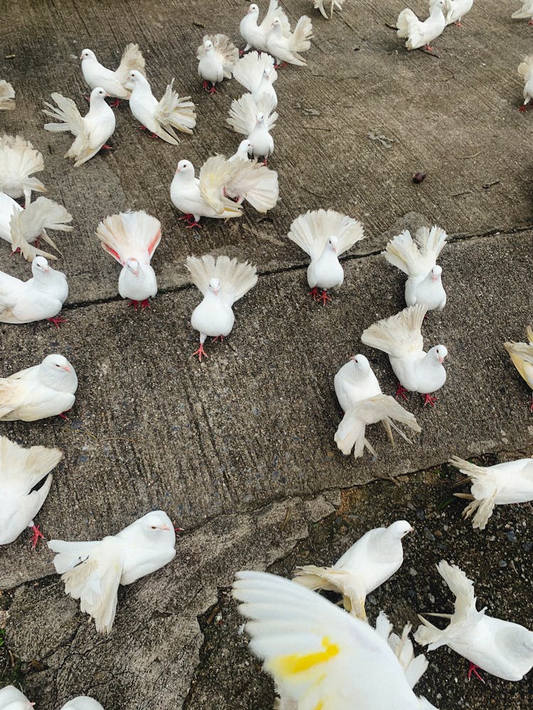 White Doves On Gray Concrete Floor