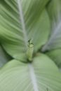 Green Leaf in Close Up Photography