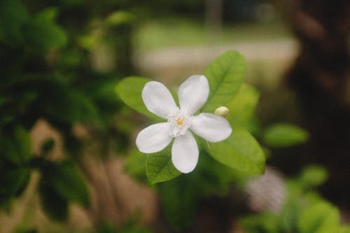 Free White 5 Petaled Flower in Bloom Stock Photo