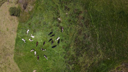 ドローン撮影, フィールド, 牛の無料の写真素材