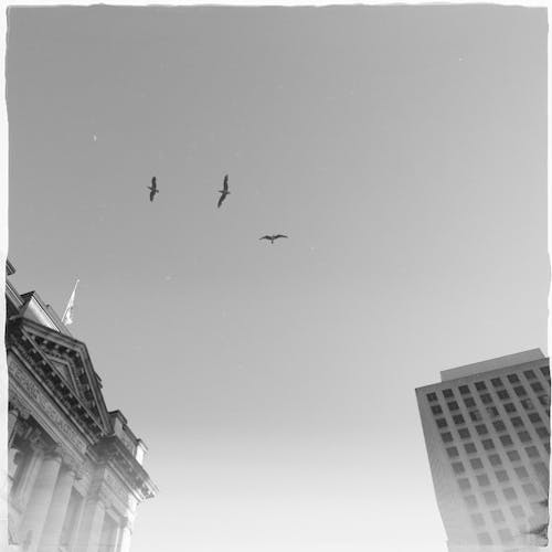 Birds Flying over the Building in Grayscale Photography