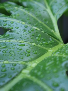 Macro shot of a green Monstera leaf with fresh water droplets in Malang, Indonesia.. pexels, macro, shot