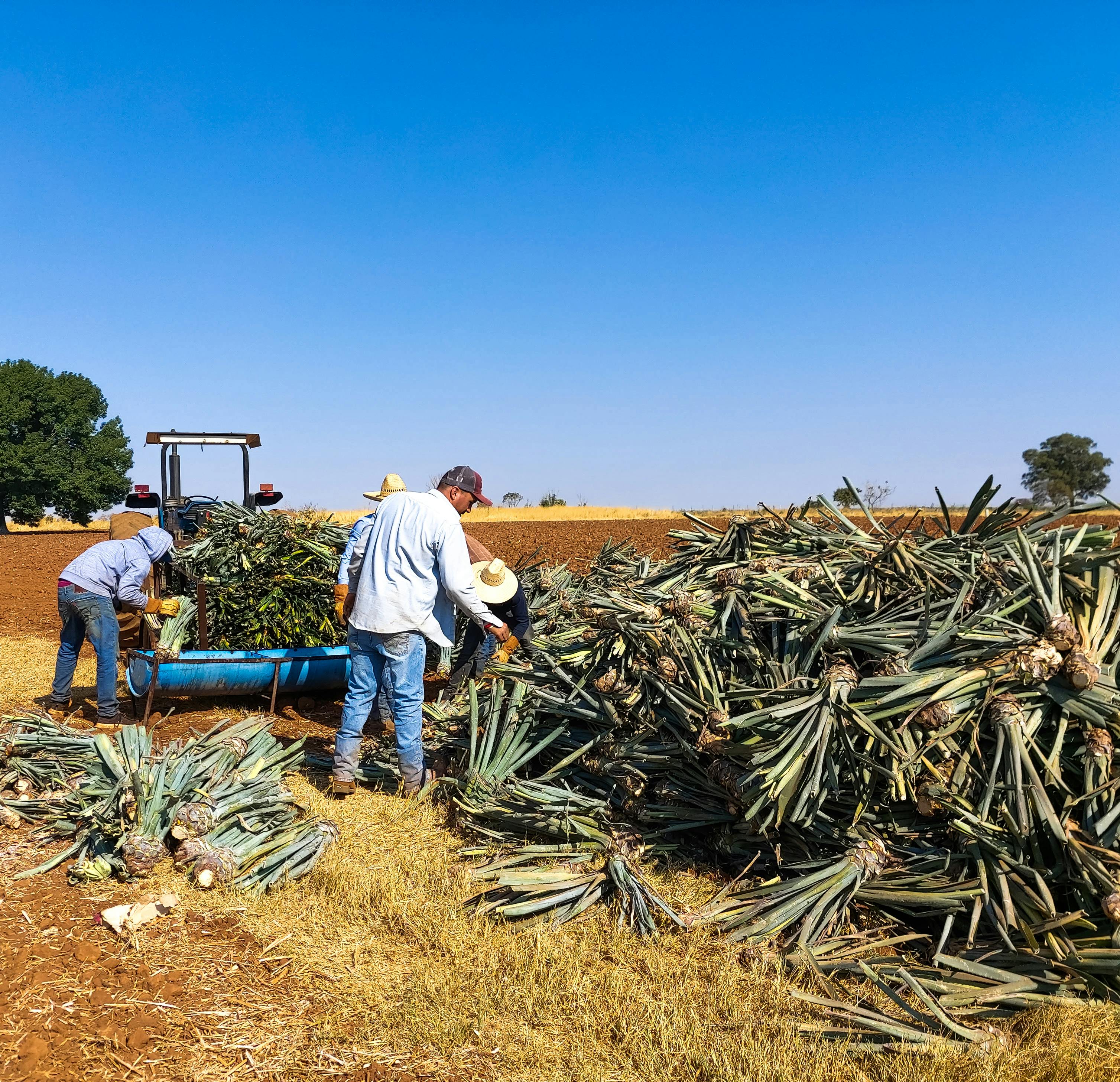 Year-end financial planning for farmers — Photo by Edgar Hernández on Pexels