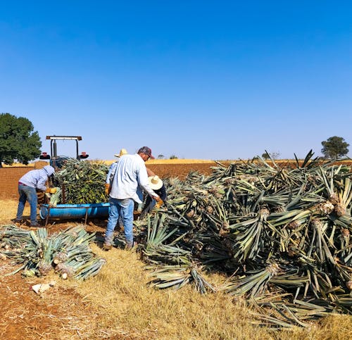 Men Working on Pineapple Harvest