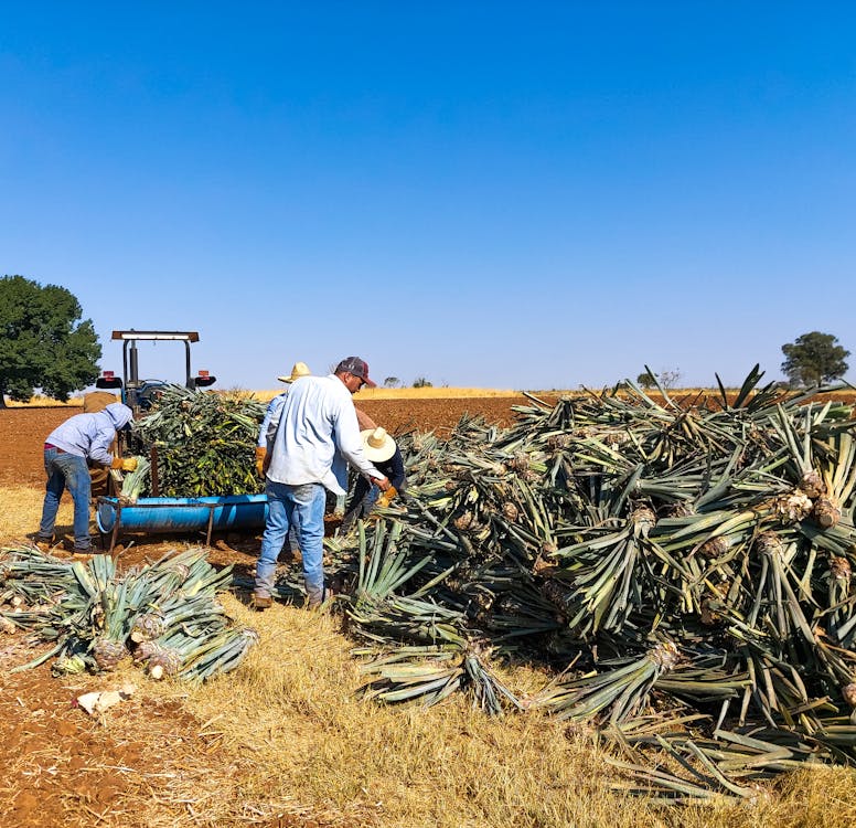 Men Working on Pineapple Harvest