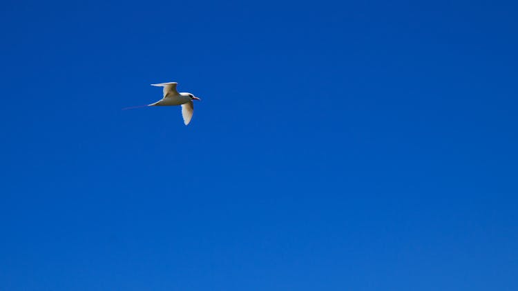 White Bird Flying Under Blue Sky