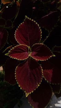 Richly colored coleus leaves with striking green edges in a detailed close-up view.