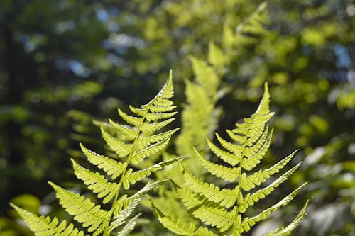 Free stock photo of green leaf, hiking, nature