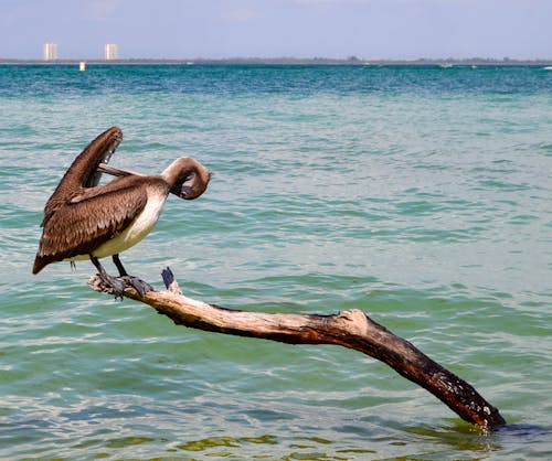 Brown Pelican Perched on Brown Tree Branch