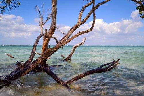 Free Beautiful driftwood by the shore on a sunny day with clear skies and calm waters. Stock Photo