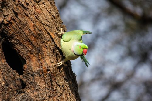 Free Lively rose-ringed parakeet perched on a tree in Bharatpur, India, showcasing natural wildlife beauty. Stock Photo