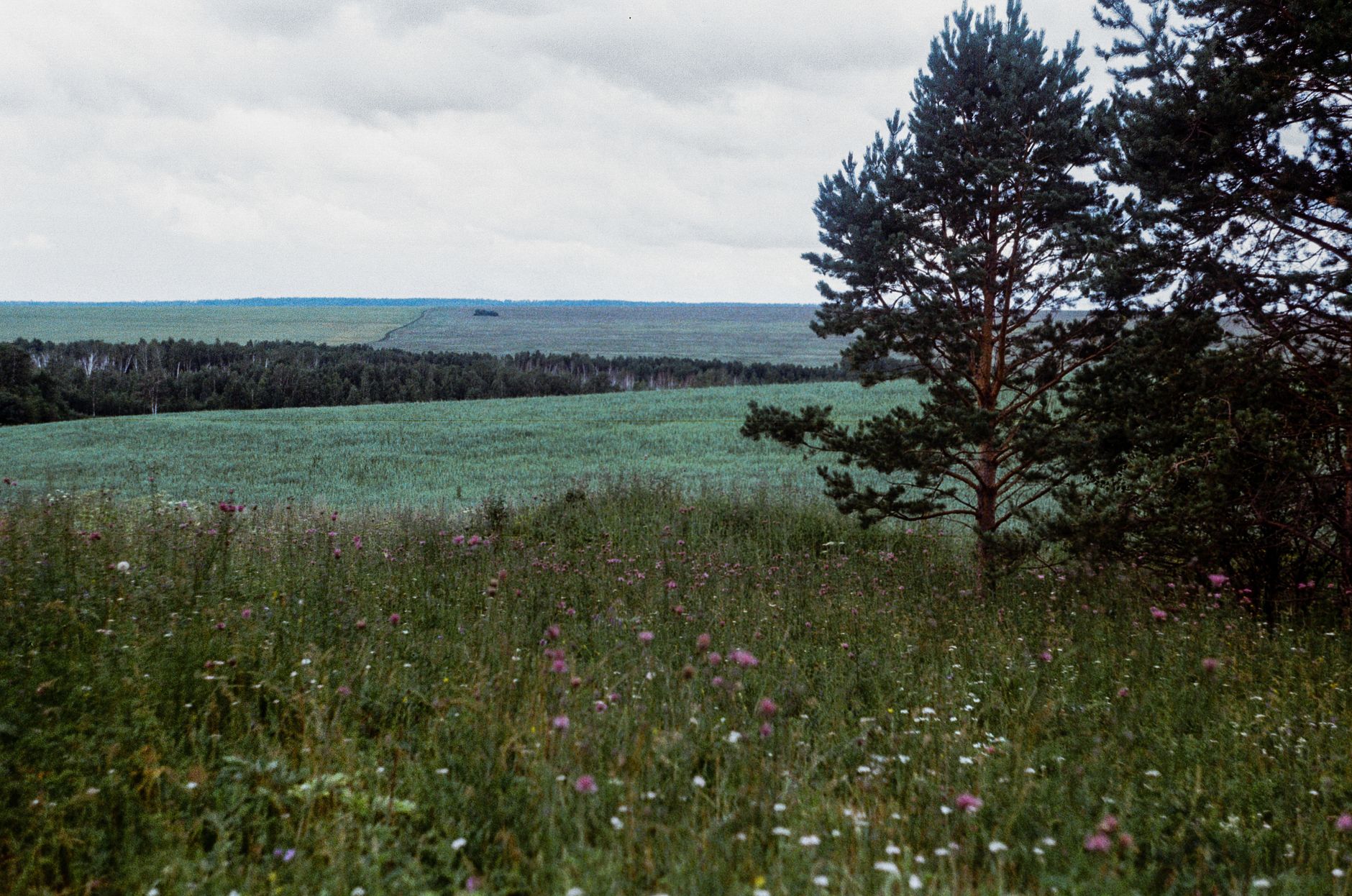 Peaceful green landscape of Irkutsk Oblast, Russia with wildflowers and pine trees under a cloudy sky.