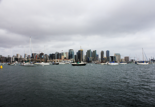 san diego harbor dog