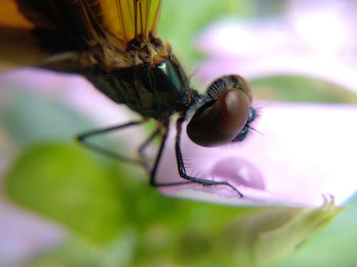 Gratuit Photos gratuites de insecte, invertébré, libellule Photos