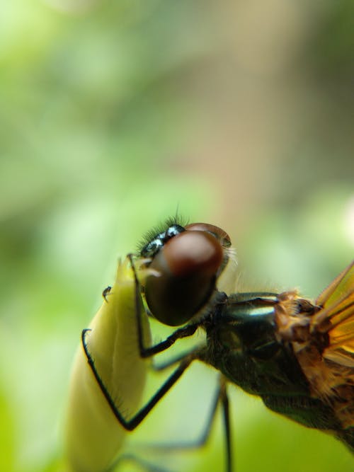 Gratis Foto stok gratis capung, fotografi serangga, invertebrata Foto Stok