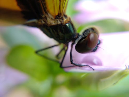 Gratis arkivbilde med insekt, insektfotografering, leddyr Arkivbilde
