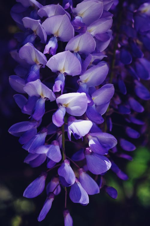 Flowering Wisteria Close-up Photo