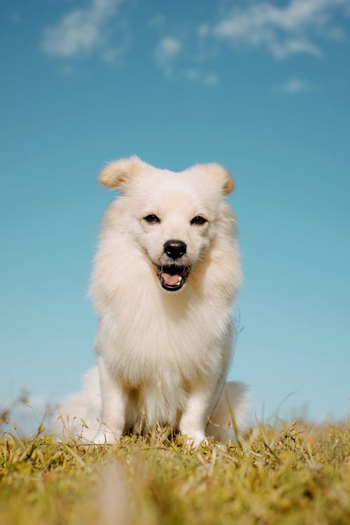 White Long Coated Dog in Close Up Shot