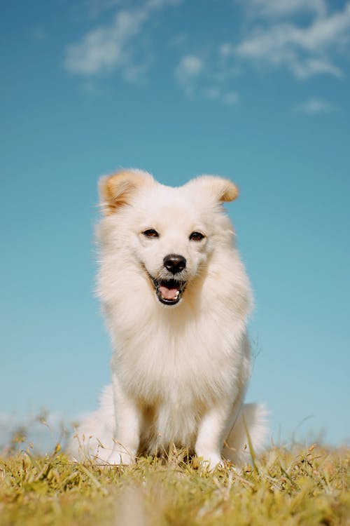 Photos gratuites de animal, canin, chien blanc
