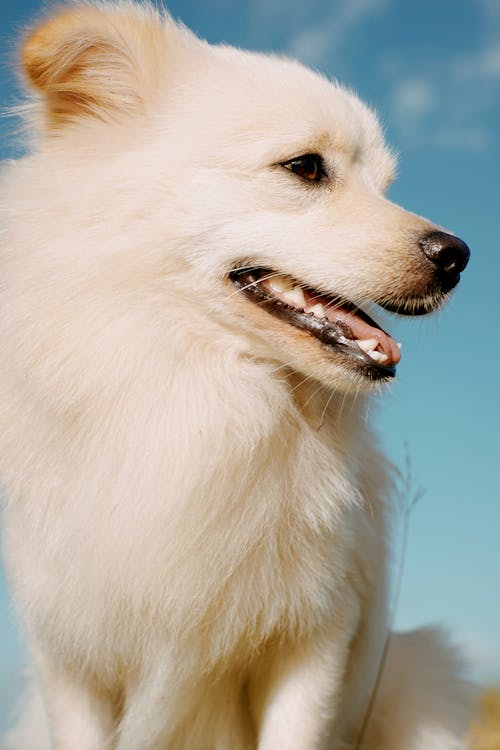 White Long Coated Dog in Close Up Shot