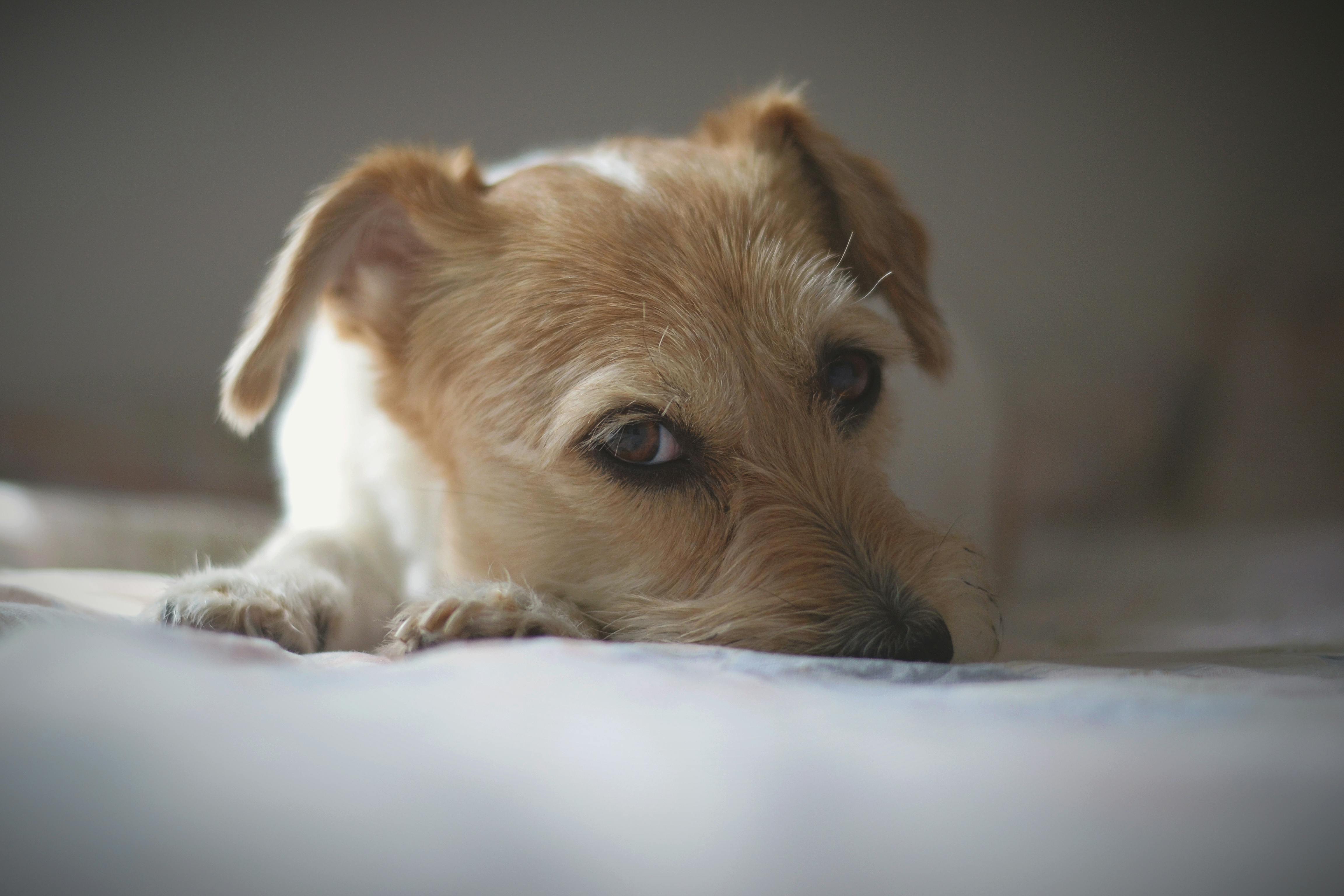 White and Brown Dachshund With Black Framed Eyeglasses · Free Stock Photo