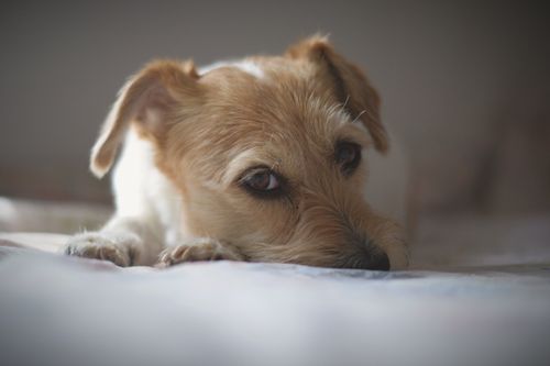 Free Charming close-up of a Jack Russell resting with a gentle expression indoors. Stock Photo