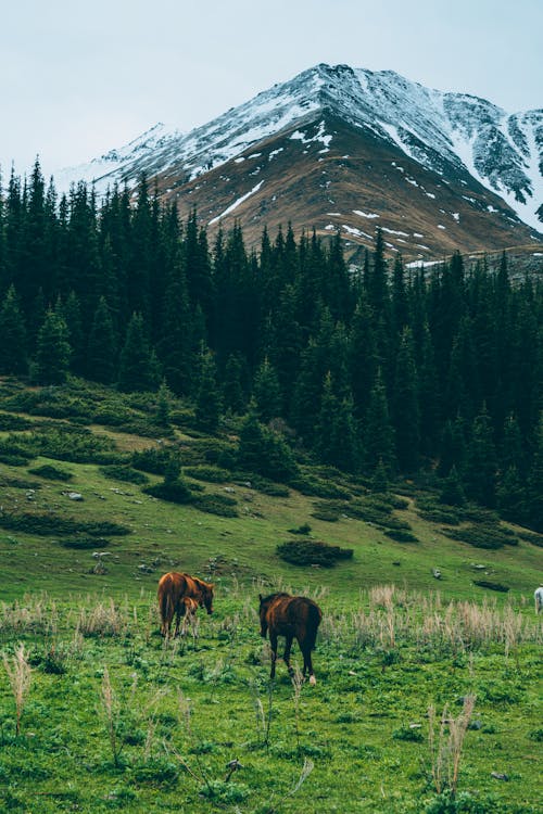 Immagine gratuita di alberi verdi, animale, campo d'erba