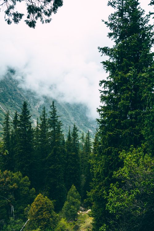 Free Beautiful dense fog over a lush evergreen forest with towering mountains in the background. Stock Photo